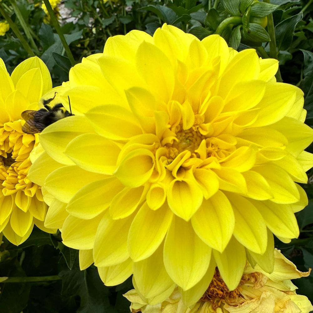American Sun yellow dahlia with bumble bee