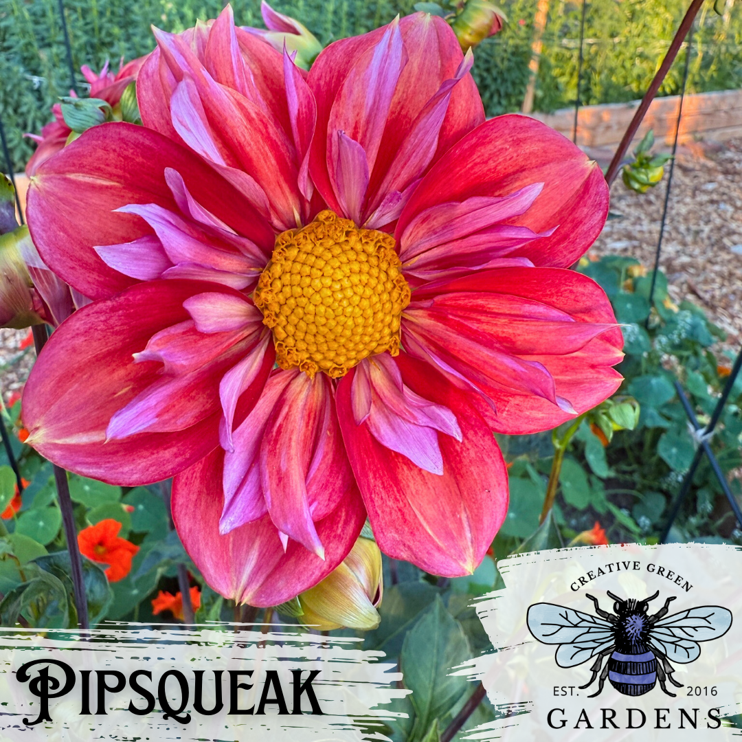 Pipsqueak Dahlia Tuber