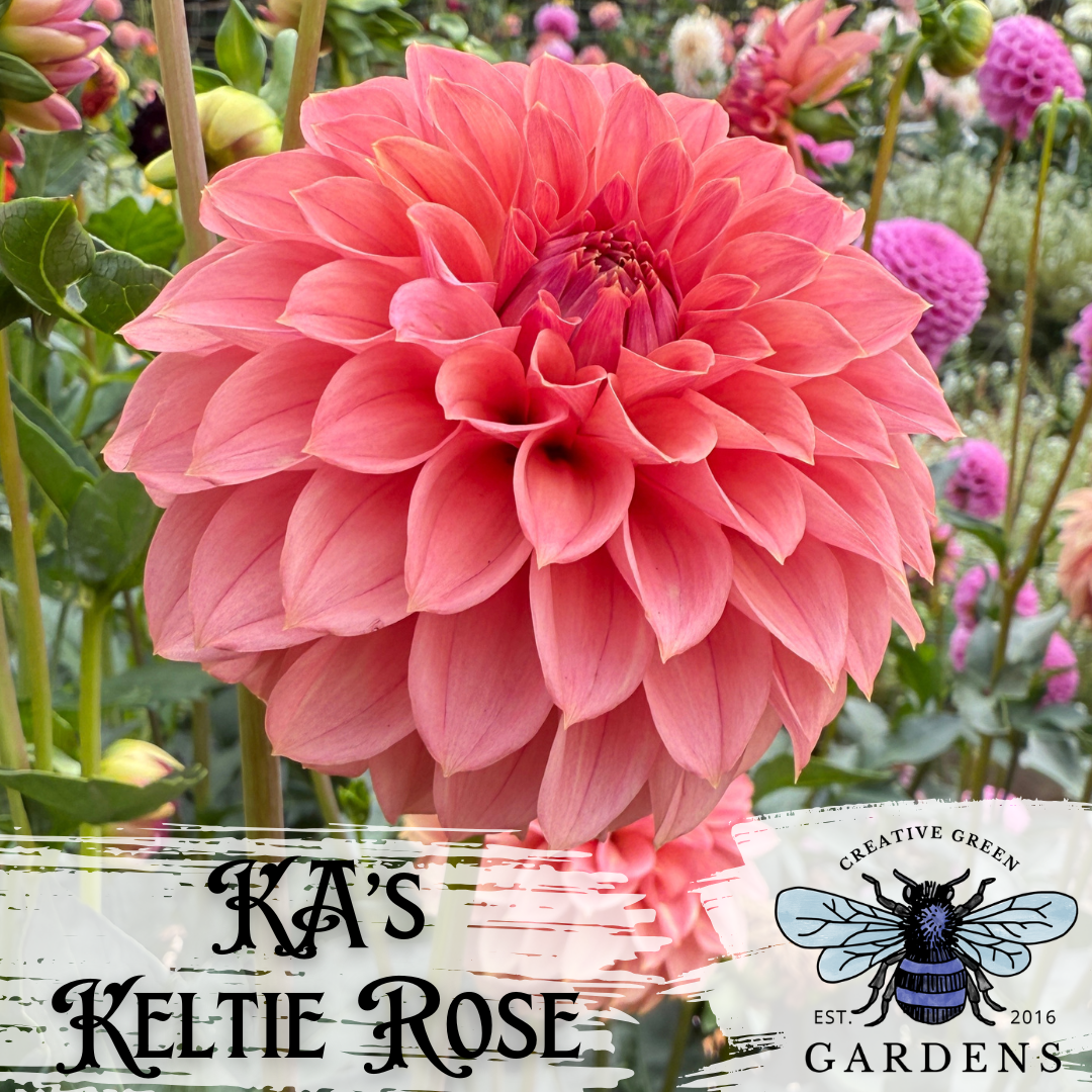 Sode profile of KA’s Keltie Rose pinky orange formal decorative dahlia from Creative Green Gardens in Poulsbo, WA.