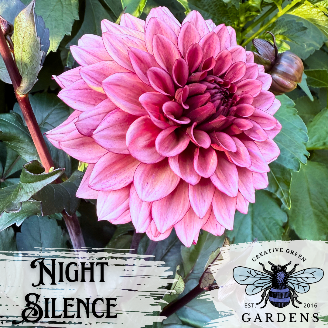 Night Silence unicorn dahlia with black leaves side view from Creative Green Gardens