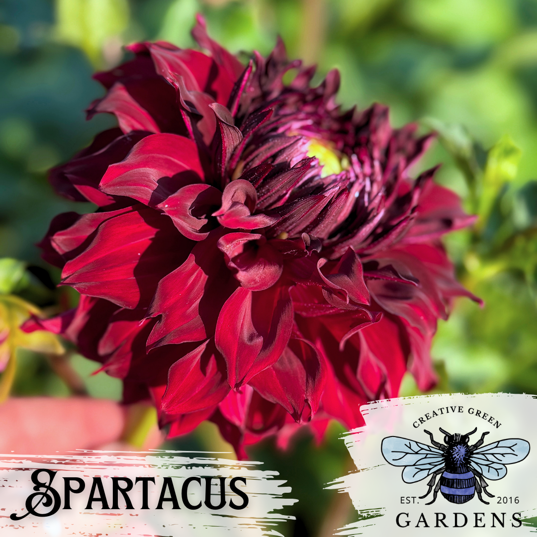 Side view of Spartacus dark red informal decorative dahlia from Creative Green Gardens