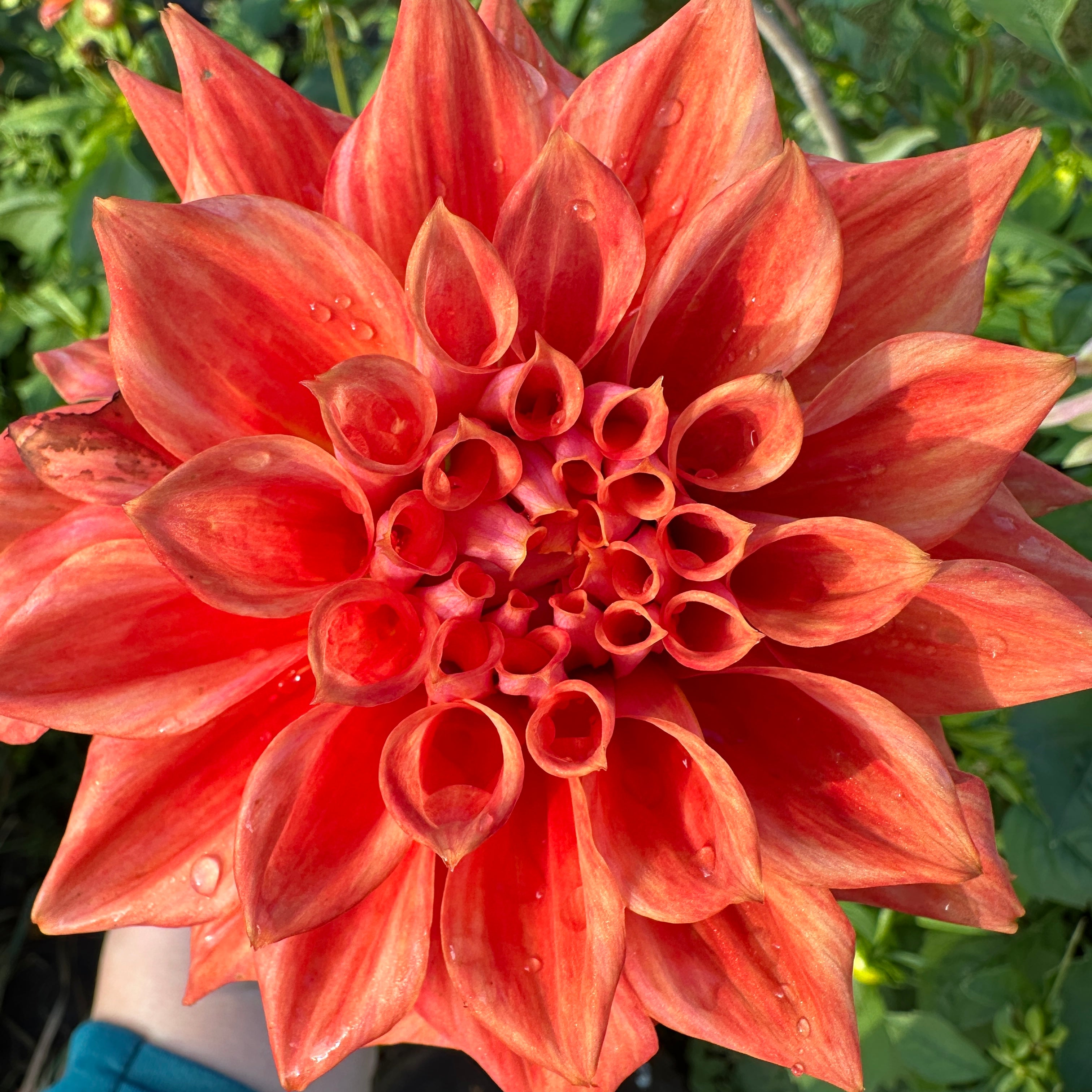 Cooper Blaine Dahlia Tuber