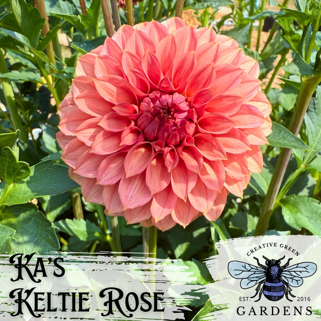 KA’s Keltie Rose pinky orange formal decorative dahlia from Creative Green Gardens