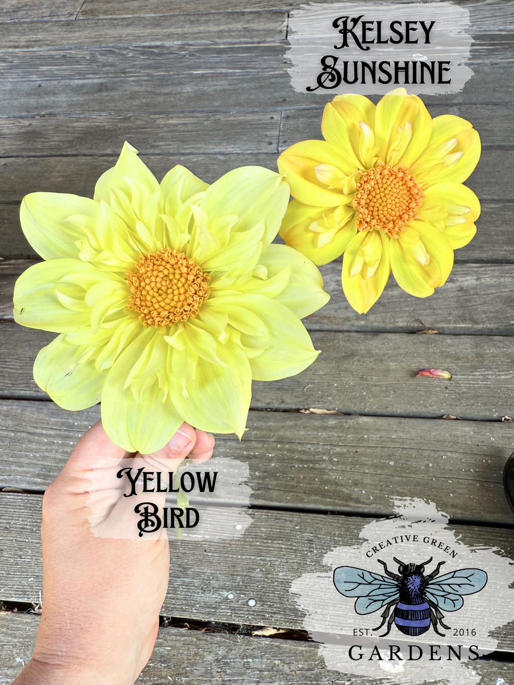 Kelsey Sunshine vs Yellow Bird comparison of yellow collarette dahlias 