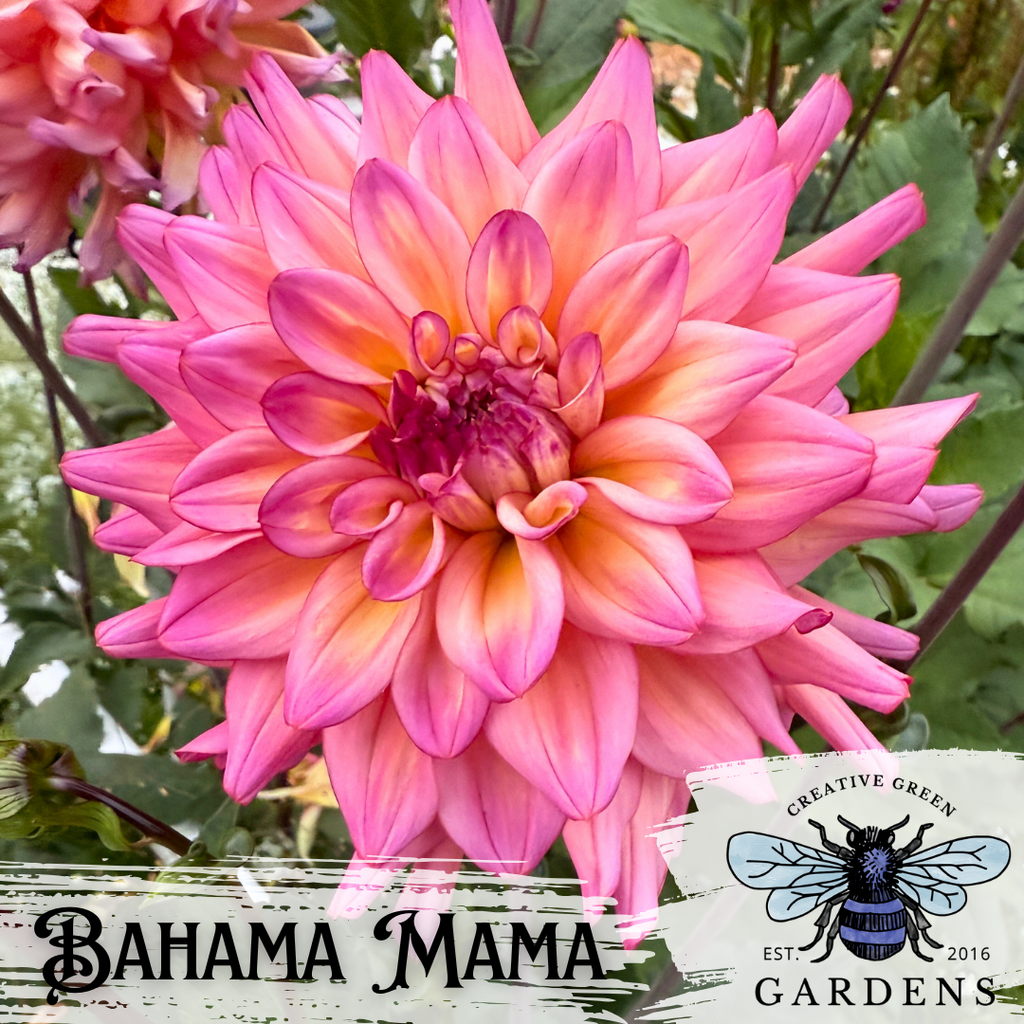 Bahama Mama pink and yellow light blend informal decorative dahlia from Creative Green Gardens in Kitsap County