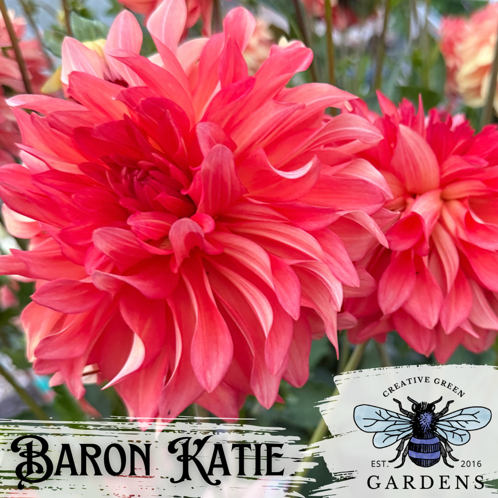 A close-up of a large pinkish-red Baron Katie dahlia bloom with layered petals. Text overlays at the bottom read 'Baron Katie' and show the 'Creative Green Gardens' logo with a bee.
