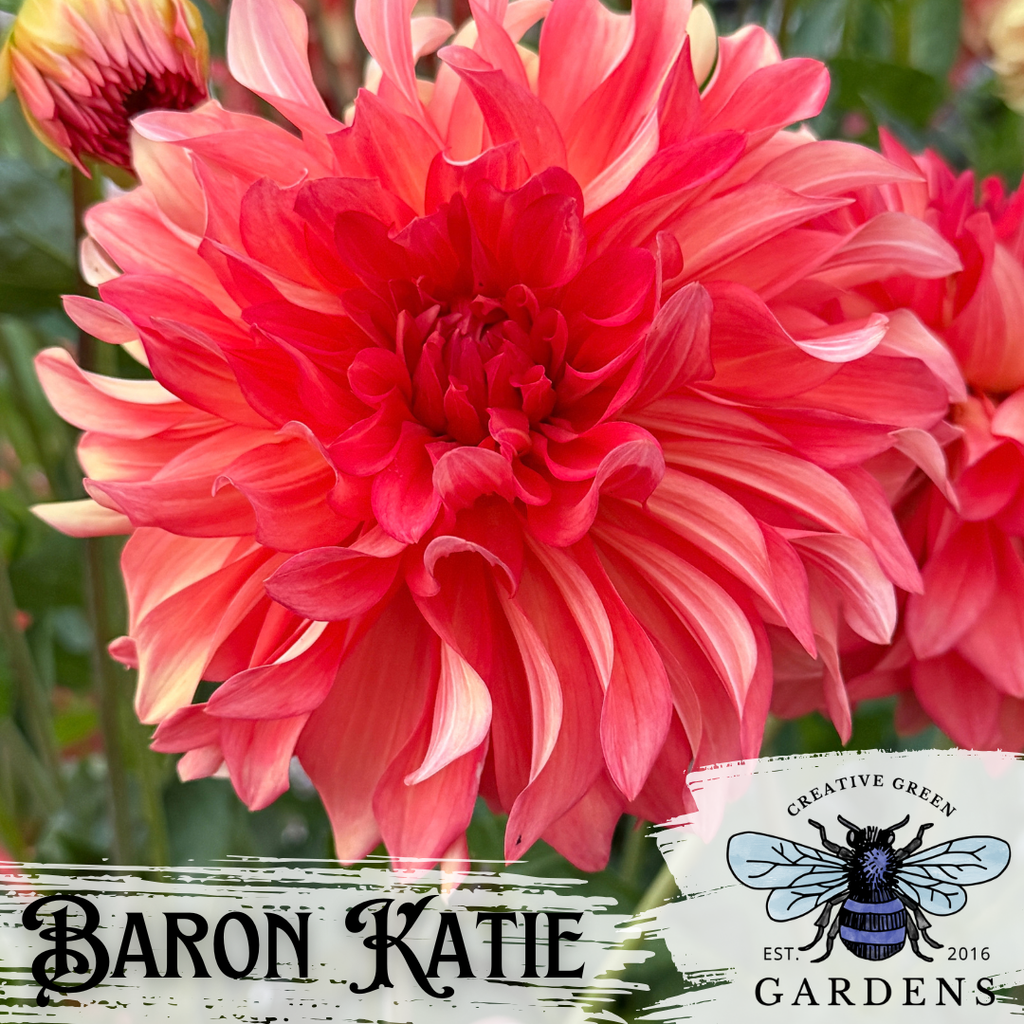 A close-up of a blooming Baron Katie dahlia flower in vivid coral-red and pink tones, with green foliage in the background. Text overlays read 'Baron Katie' and a logo for Creative Green Gardens appears in the lower right.