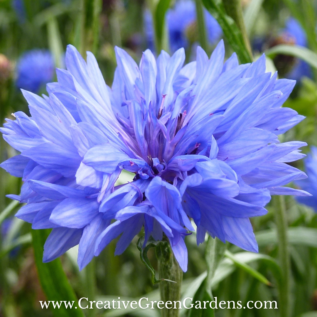 A close up image of a blue cornflower (AKA Bachelor’s Buttons) blossom. Image is watermarked on the bottom with website url: www.CreativeGreenGardens.com
