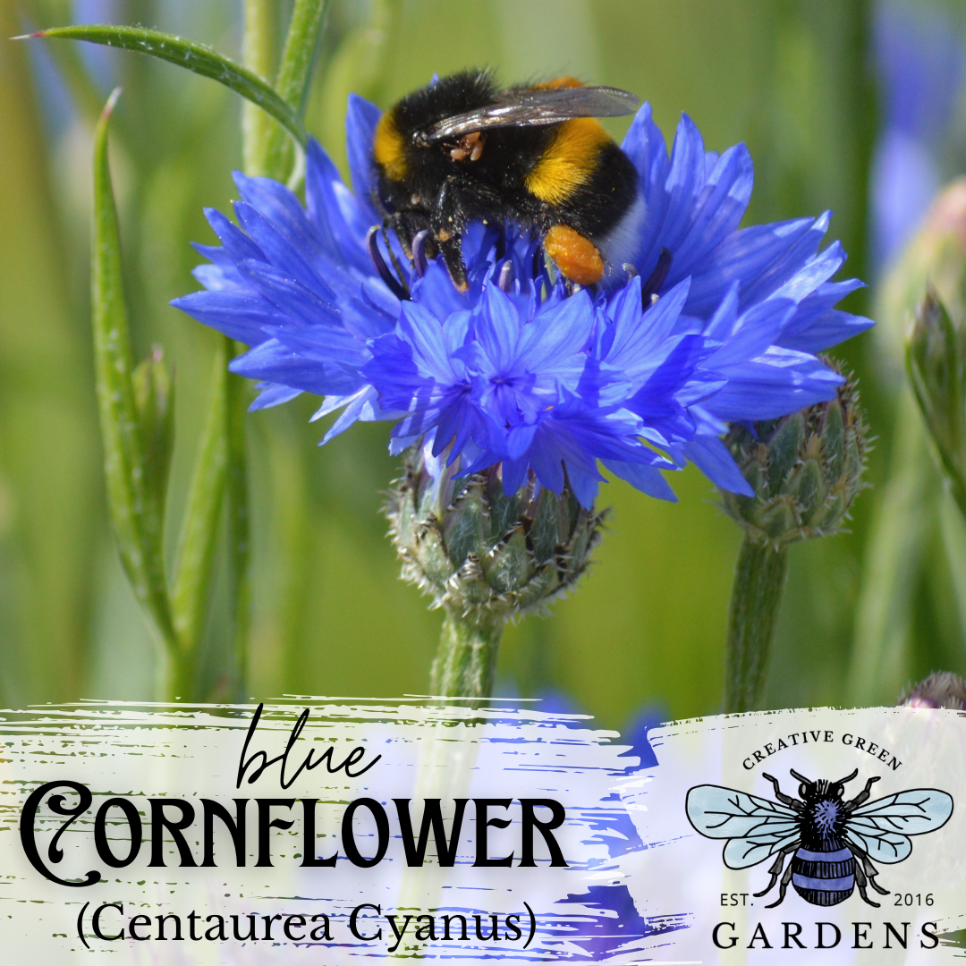 Text: Blue Cornflower (Centaurea Cyanus) seeds. Image is a bumble bee on a blue cornflower blossom. Creative Green Gardens logo is in bottom right corner.