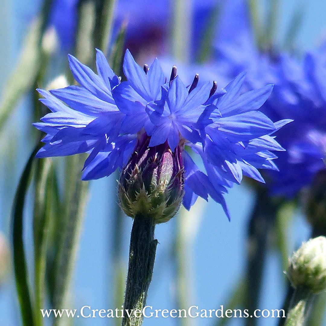 A close up side profile image of a blue cornflower (AKA Bachelor’s Buttons) blossom. Image is watermarked on the bottom with website url: www.CreativeGreenGardens.com