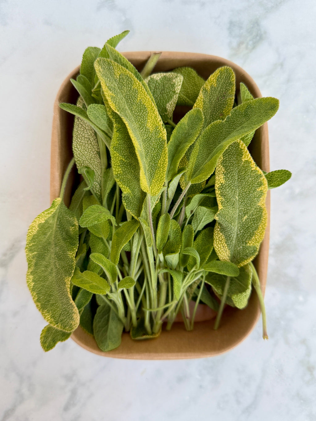 Golden sage leaves in a brown paper pint container from Creative Green Gardens.