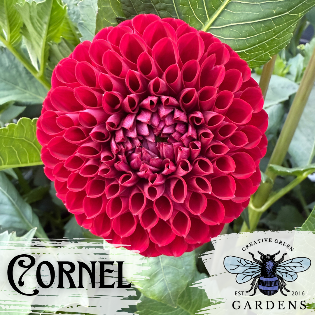Cornel red ball dahlia from Creative Green Gardens 