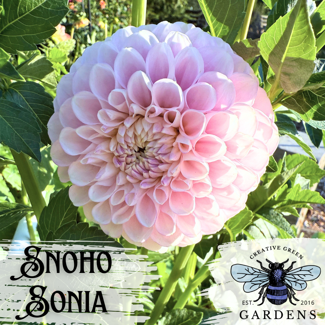 Snoho Sonia pastel pink ball dahlia from Creative Green Gardens