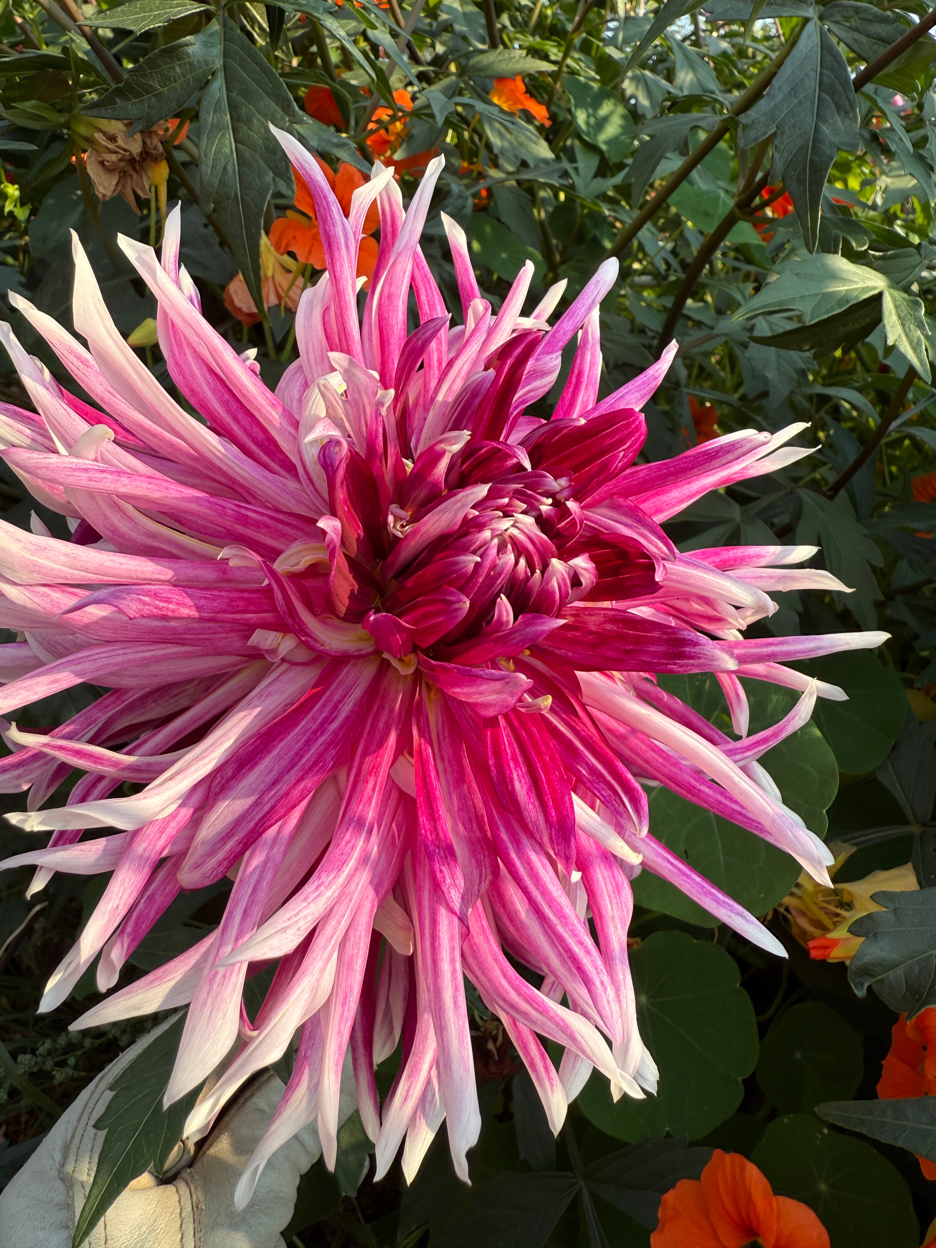 NOID "Mystery 11" Dahlia Tuber