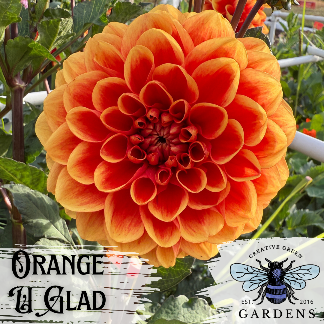 Orange U Glad formal decorative two color orange dahlia from Creative Green Gardens