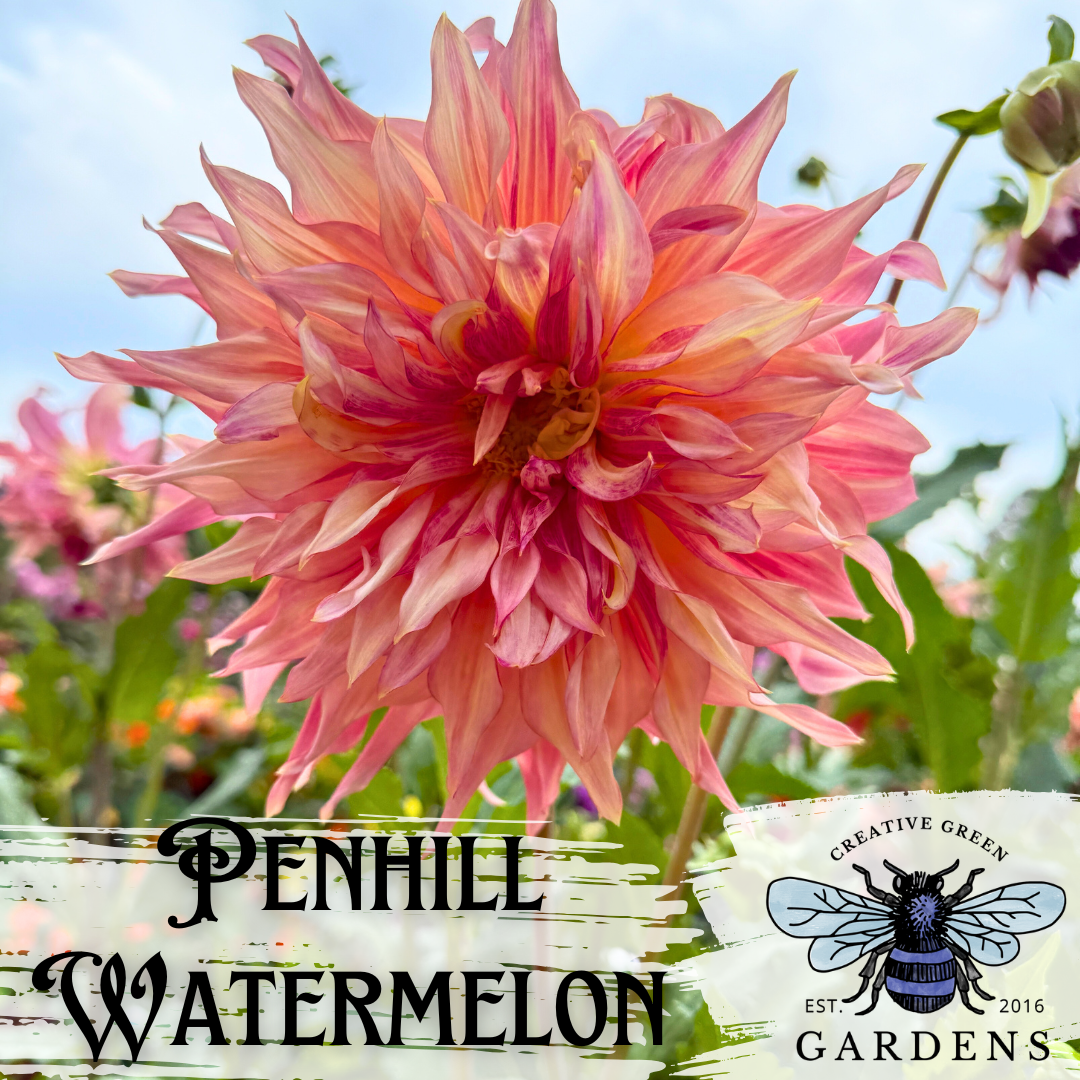 Penhill Watermelon Dinnerplate orange pink and salmon informal decorative dahlia from creative Green gardens