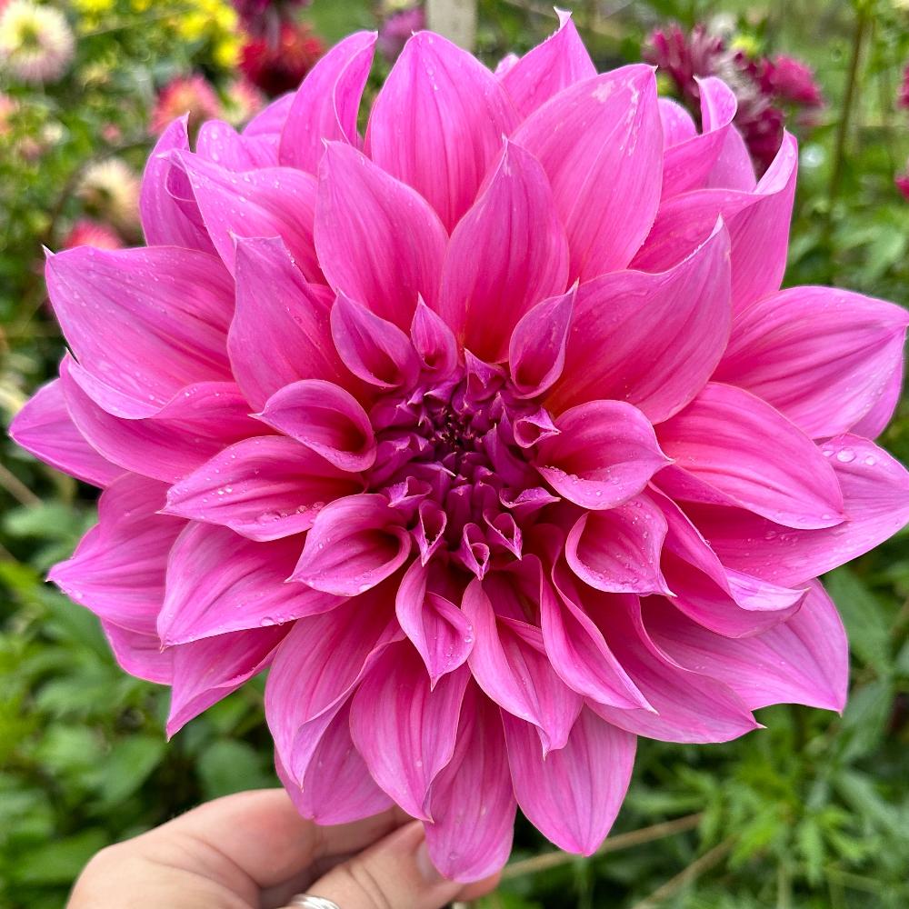 Cafe Au Lait Rose dark pink dinnerplate dahlia