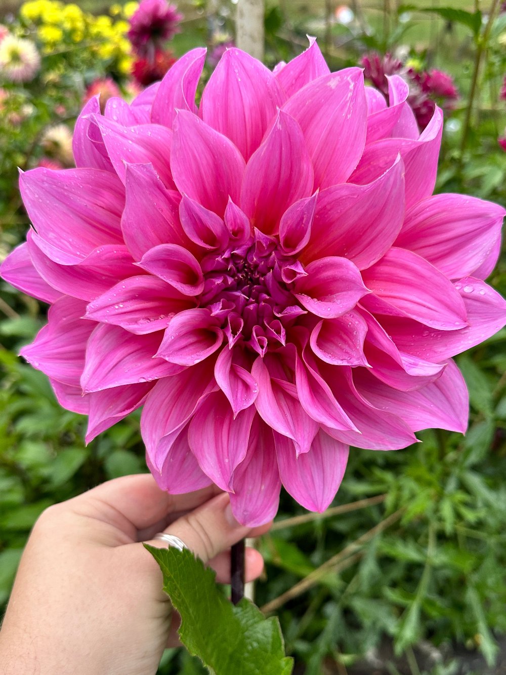 Cafe Au Lait Rose dark pink dinnerplate dahlia