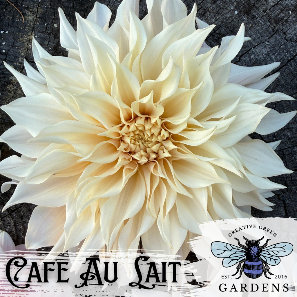 A large cream-colored Cafe Au Lait dahlia flower photographed close-up against a dark textured wood background, with text overlay “Cafe Au Lait” and the Creative Green Gardens blue bee logo overlaid at the bottom.