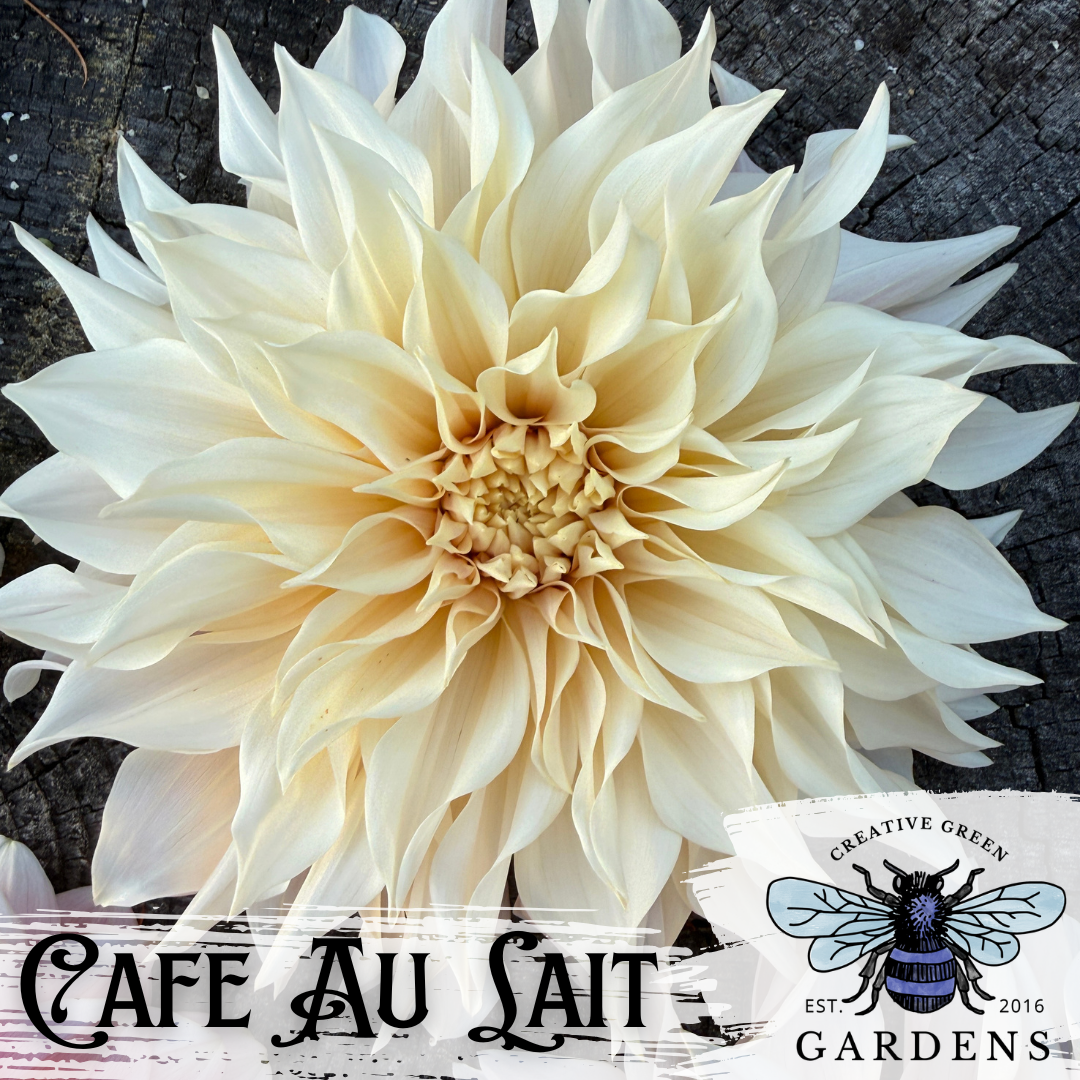 A large cream-colored Cafe Au Lait dahlia flower photographed close-up against a dark textured wood background, with text overlay “Cafe Au Lait” and the Creative Green Gardens blue bee logo overlaid at the bottom.