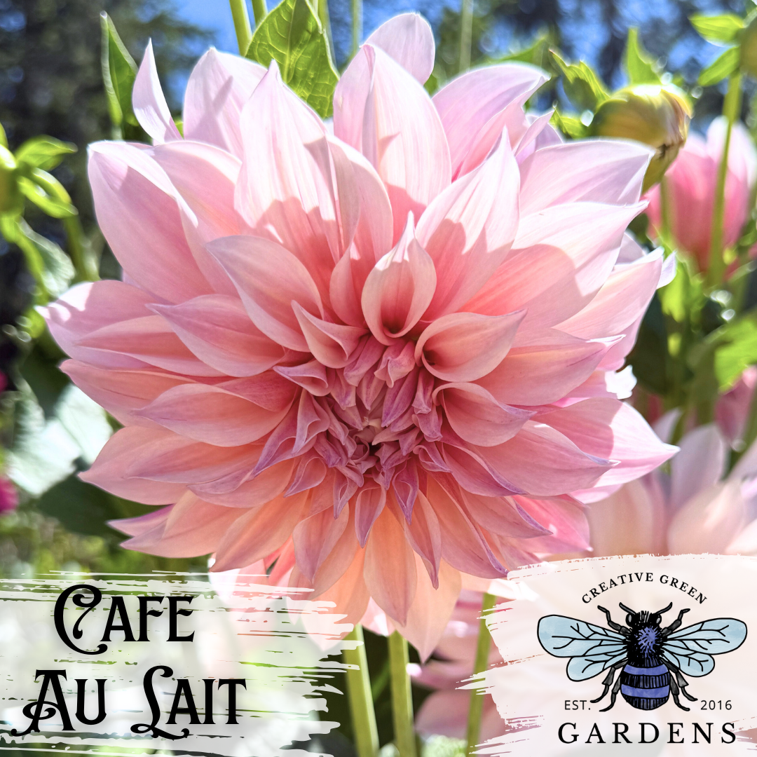 Cafe Au Lait (CAL) dahlia (cream and pink informal decorative dahlia) from Creative Green Gardens in Poulsbo, WA