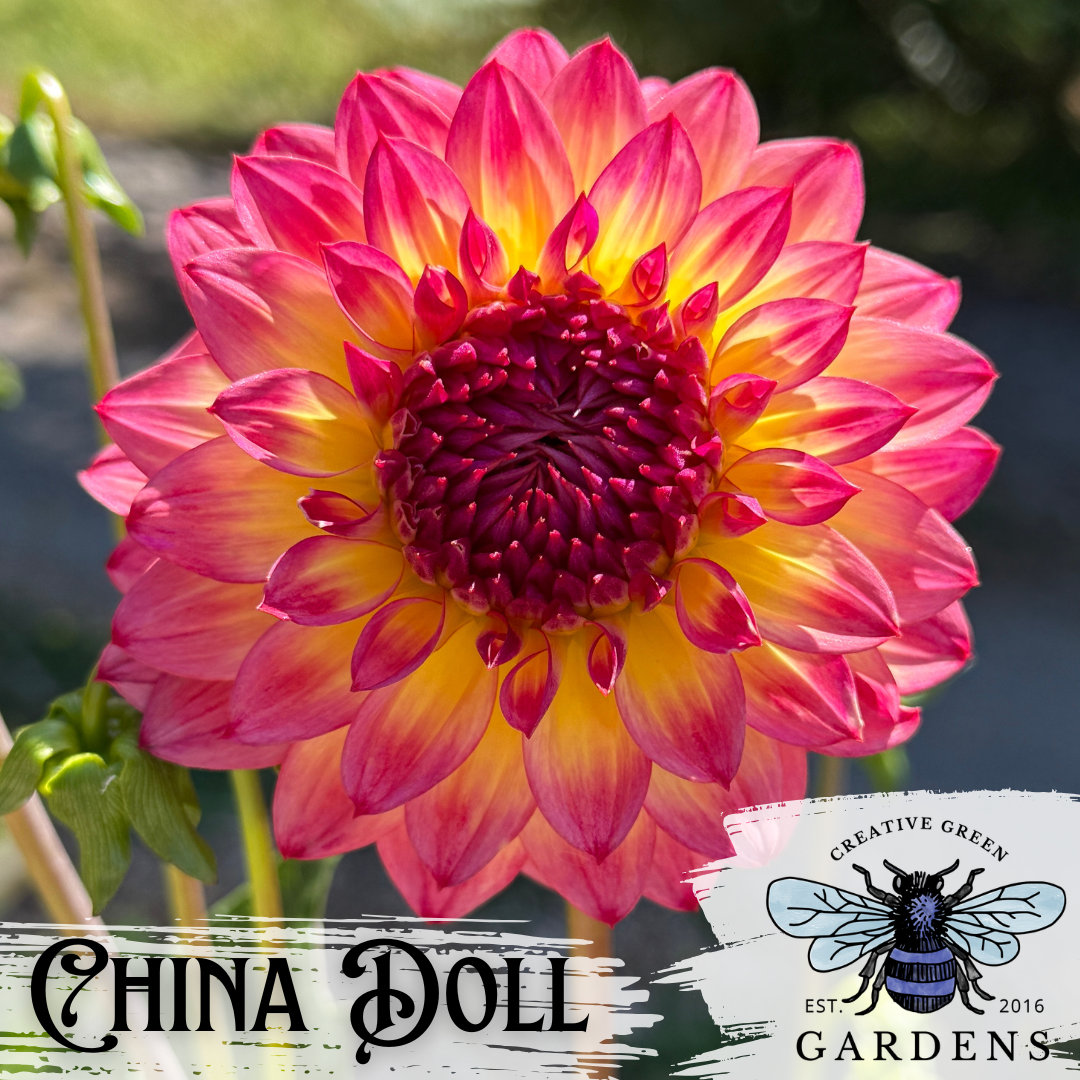 A close-up of a blooming China Doll dahlia flower with layered petals fading from bright pink at the edges to yellow and deep magenta in the center. Text at the bottom reads 'CHINA DOLL' and a logo for 'Creative Green Gardens' appears in the lower right.
