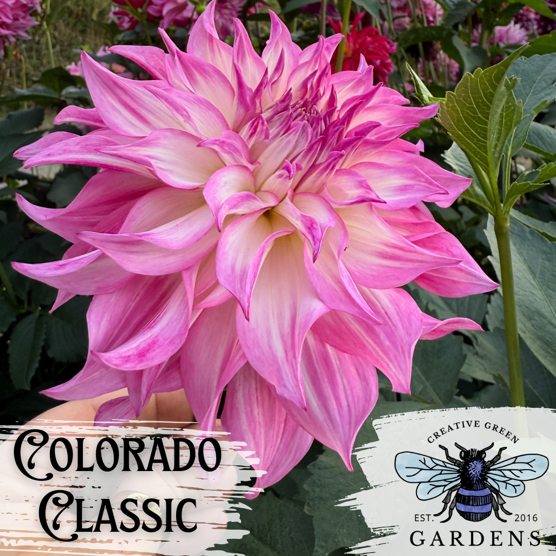 Colorado Classic pink and white informal decorative dahlia from Creative Green Gardens