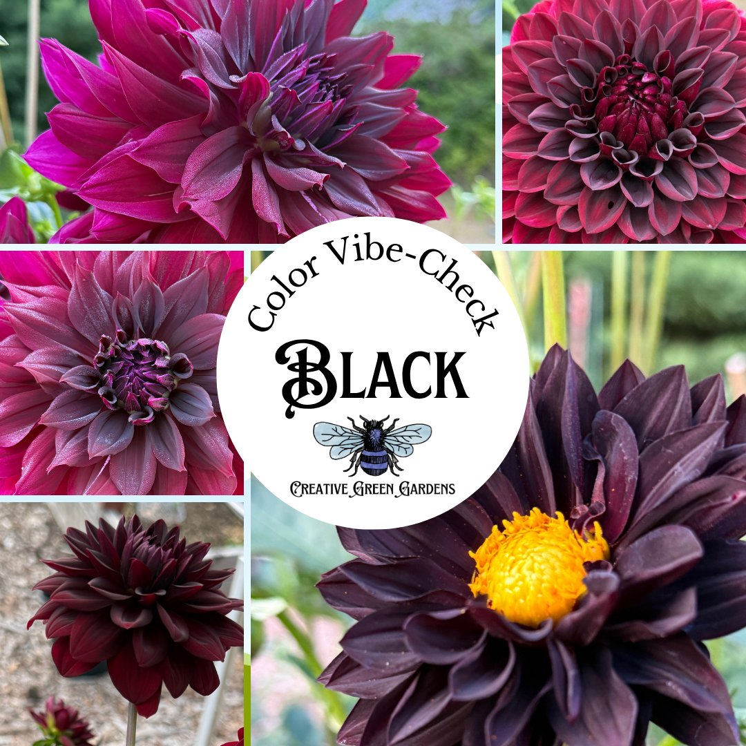 Fresh Flower Bouquet featuring Dahlias