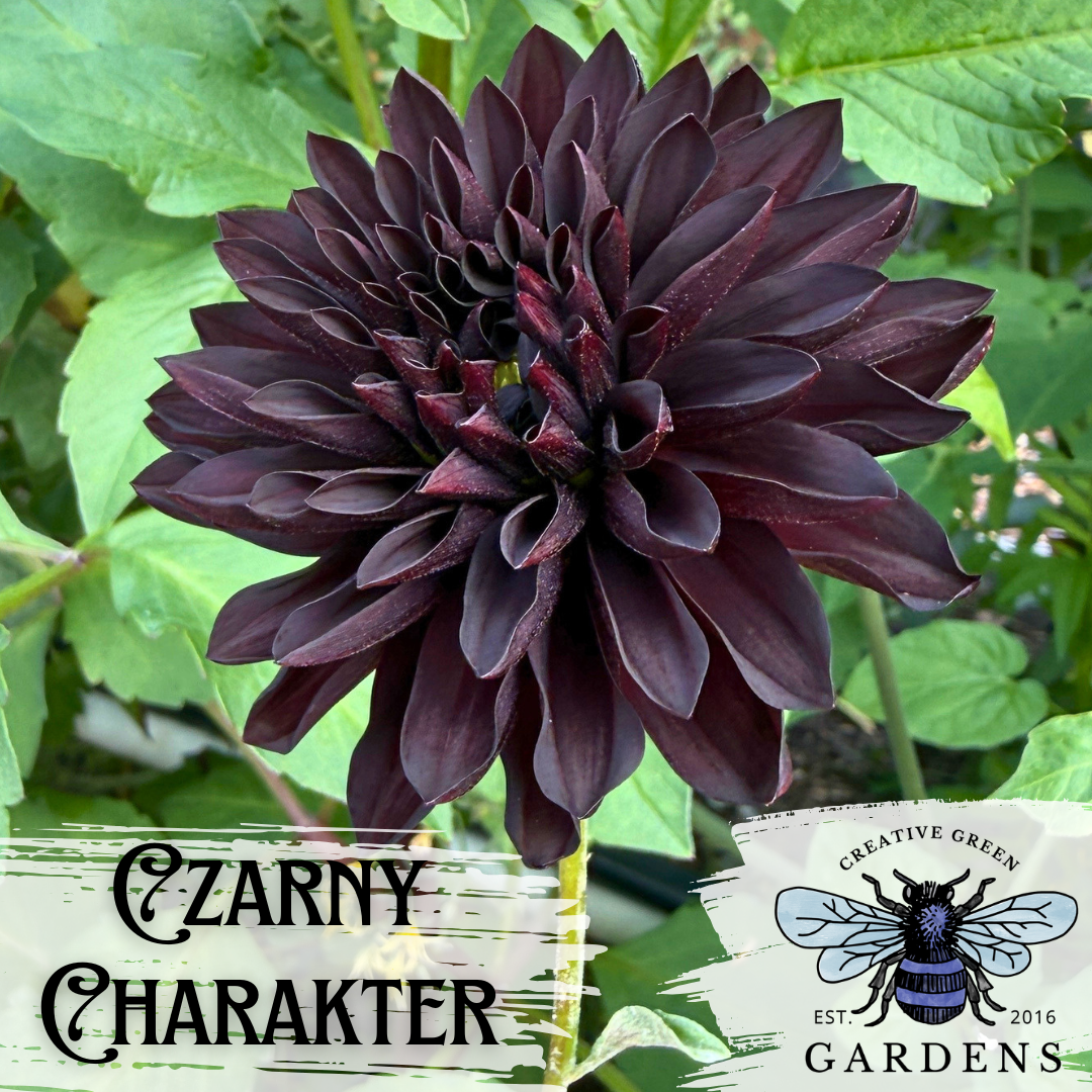 A black Czarny Charakter Dahlia flower in full bloom, Text overlays at the bottom read 'CZARNY CHARAKTER' on the left and 'CREATIVE GREEN GARDENS EST. 2016’ with a blue bee logo on the right