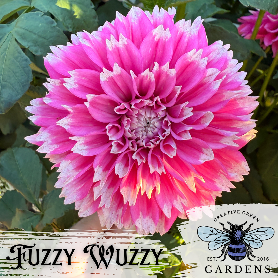 Fuzzy Wuzzy Dahlia Tuber