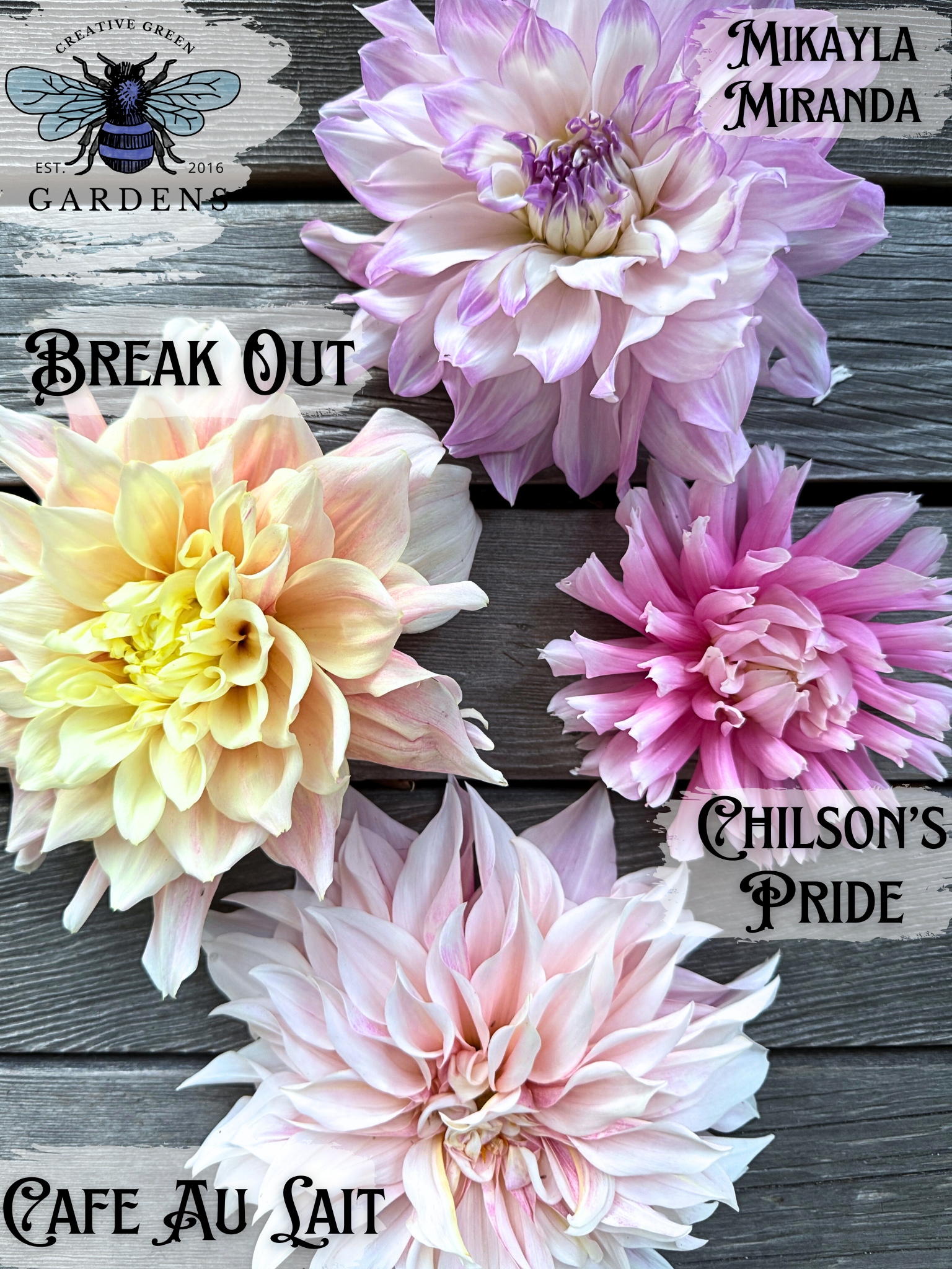 Fluffy Light colored dahlia comparison- Mikayla Miranda vs Chilson’s Pride vs Cafe Au Lait vs Break Out
