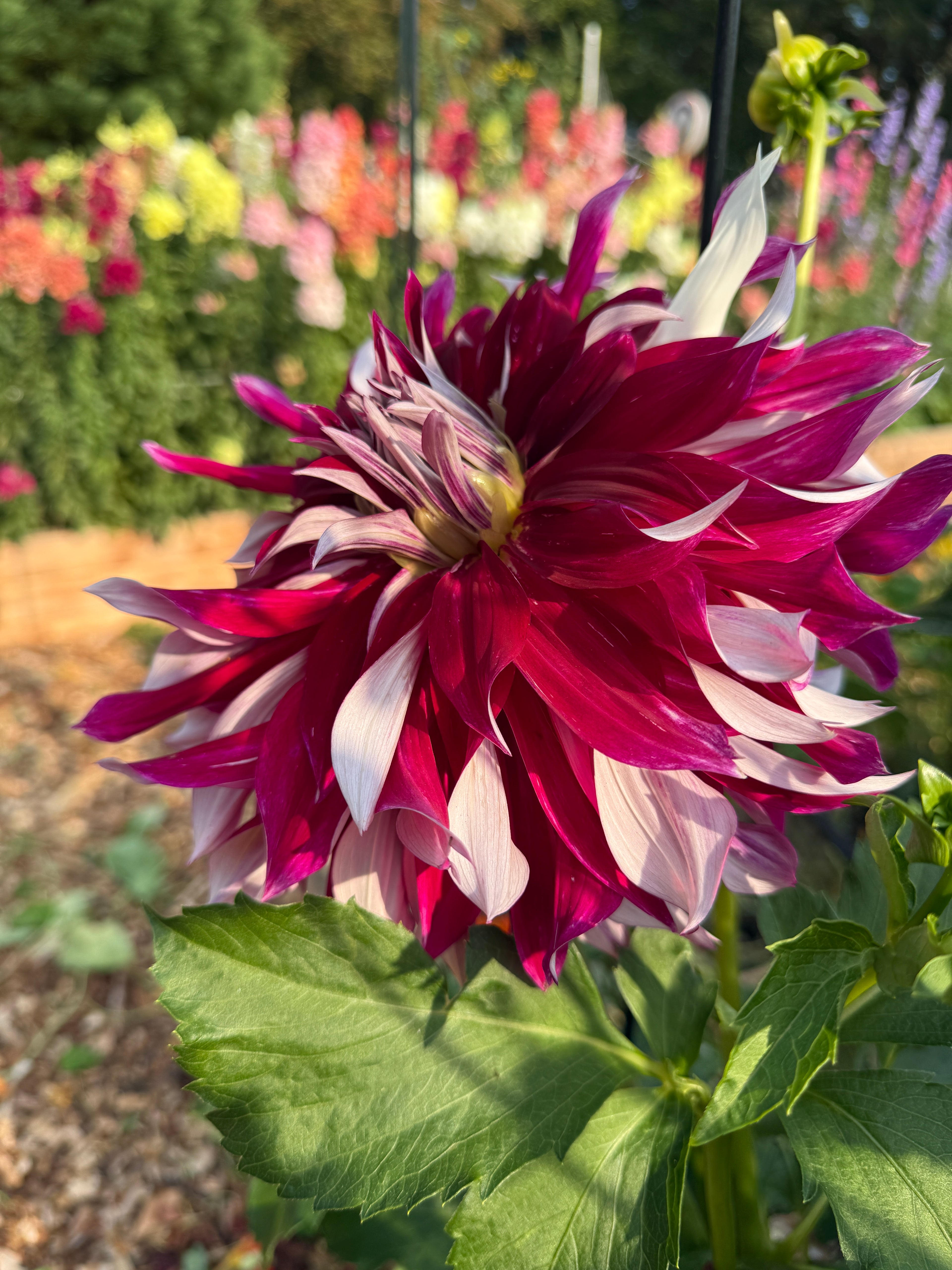 Side view of My Hero fuchsia and white informal decorative dahlia from creative green gardens, Poulsbo, WA
