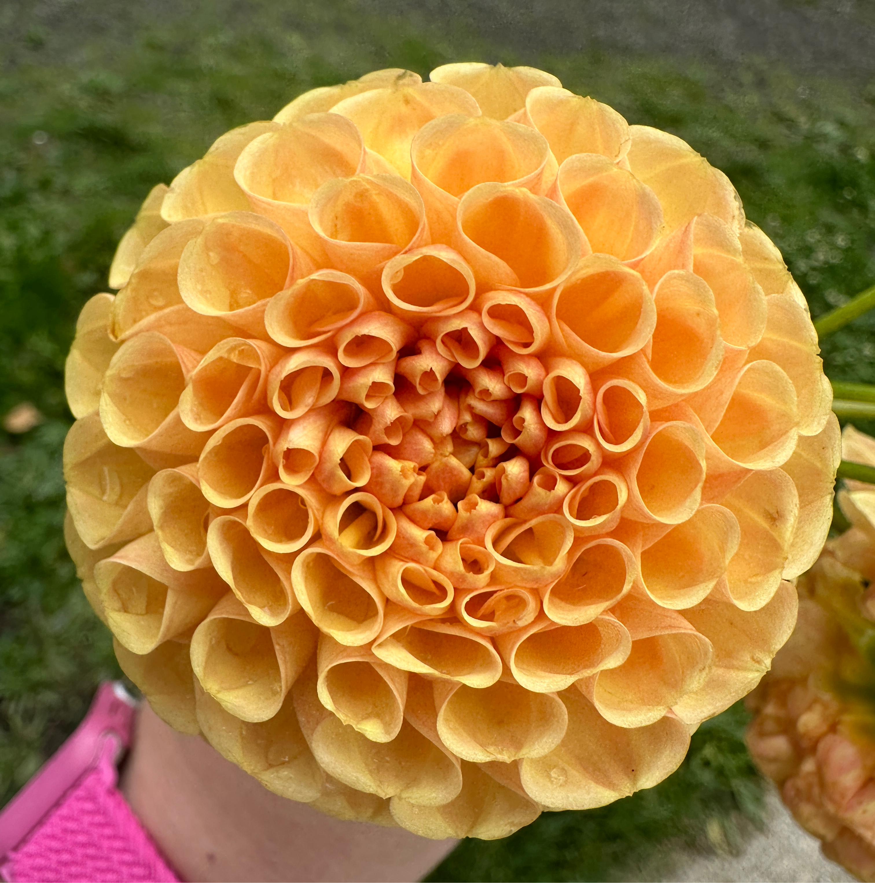 Amber Queen dahlia fall colors