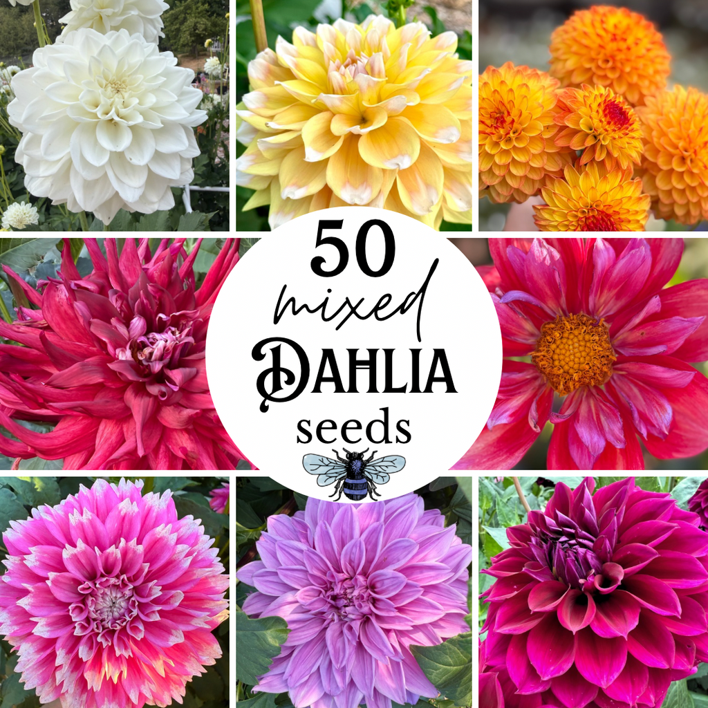 “50 mixer dahlia seeds” in the middle of a collage of dahlias and the Creative Green Gardens bee logo.
