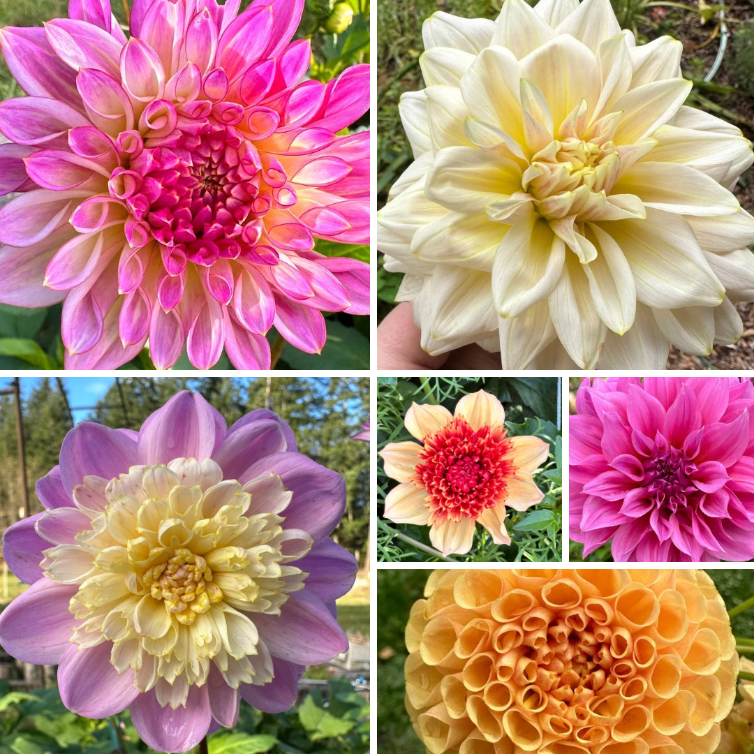 Images of Dahlias six different dahlia flowers from Creative Green Gardens in Poulsbo, WA. Bahama Mama (fall coloring) - pink, white and yellow, Bridezilla - white and cream, Take Off (Fall Coloring) - and anemone dahlia with pink outer petals and a cream center, Gitty Up - an all orange anemone dahlia, Cafe Au Lait Rose (AKA CAL Rose) - a large pink flower, and Amber Queen - a small orange ball dahlia.