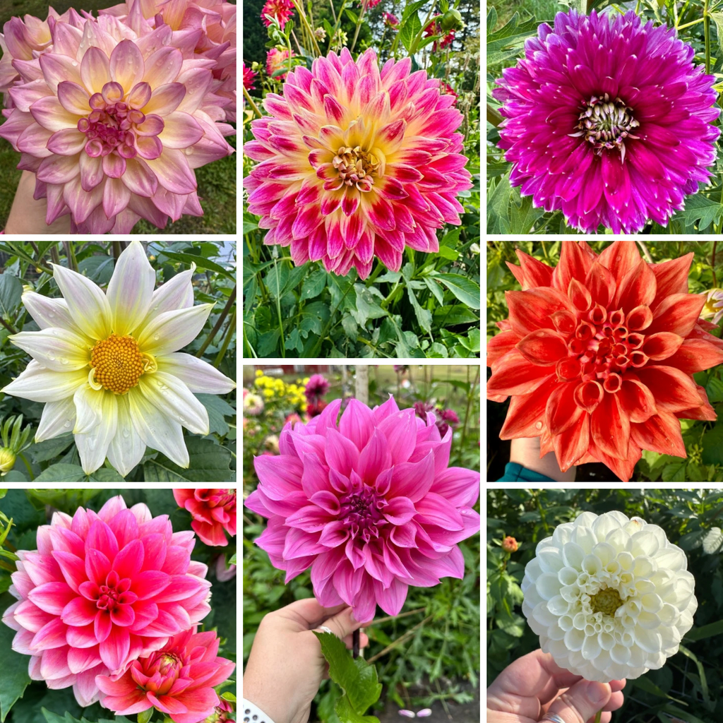 8 different Dahlias from Creative Green Gardens in Poulsbo, WA. Mikayla Miranda - white with lavender edges, an open center white dahlia, Dutchess a bright pink waterlily, Carissa Shirley’s Favorite - a semi-cactus with a yellow center and pink edges, Cafe Au Lait rose - AKA CAL Rose a large pinky-purple flower, a purple informal decorative dahlia, Cooper Blaine (fall coloring) a rusty orange informal decorative , Sweet Nathalie (fall) a white formal decorative