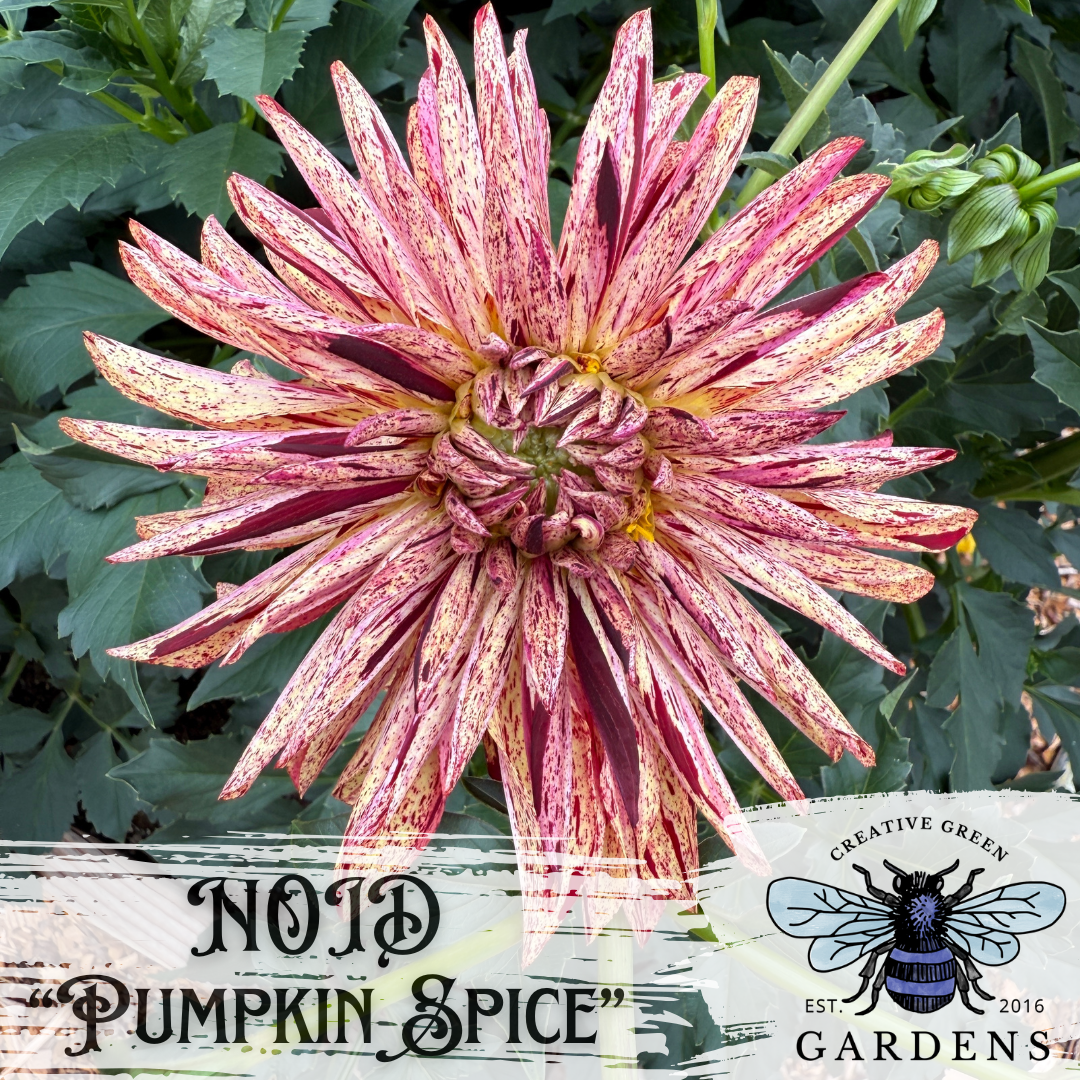 "pumpkin spice" straight cactus mystery dahlia has beige petals with dark red streaks