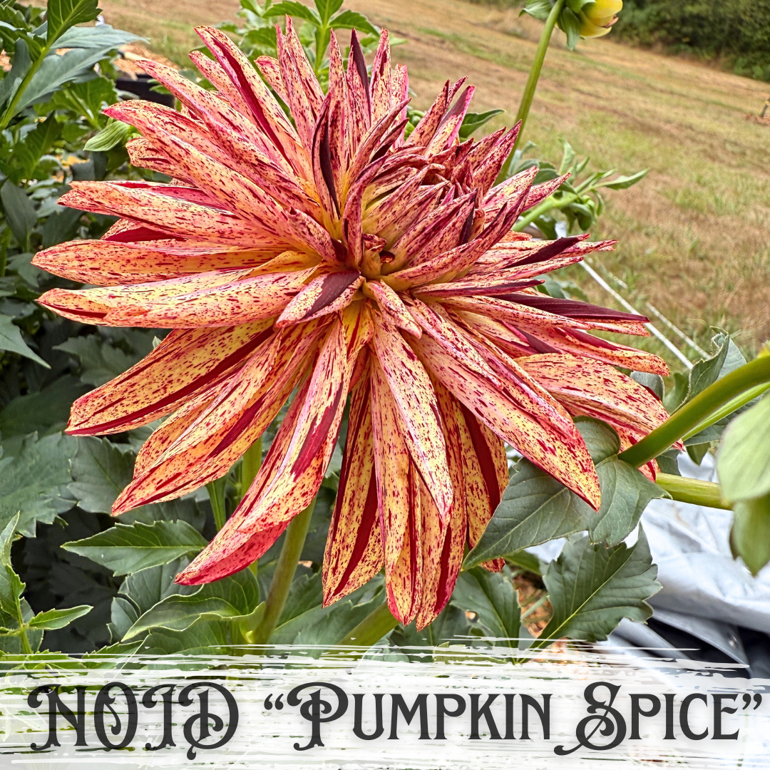 light brown and red striped dahlia
