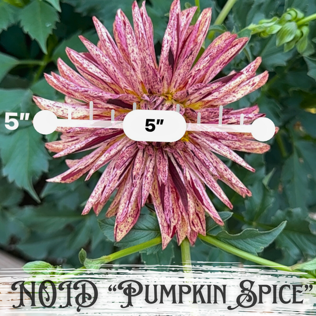 5 inch diameter cactus dahlia - light brown with burgandy stripes