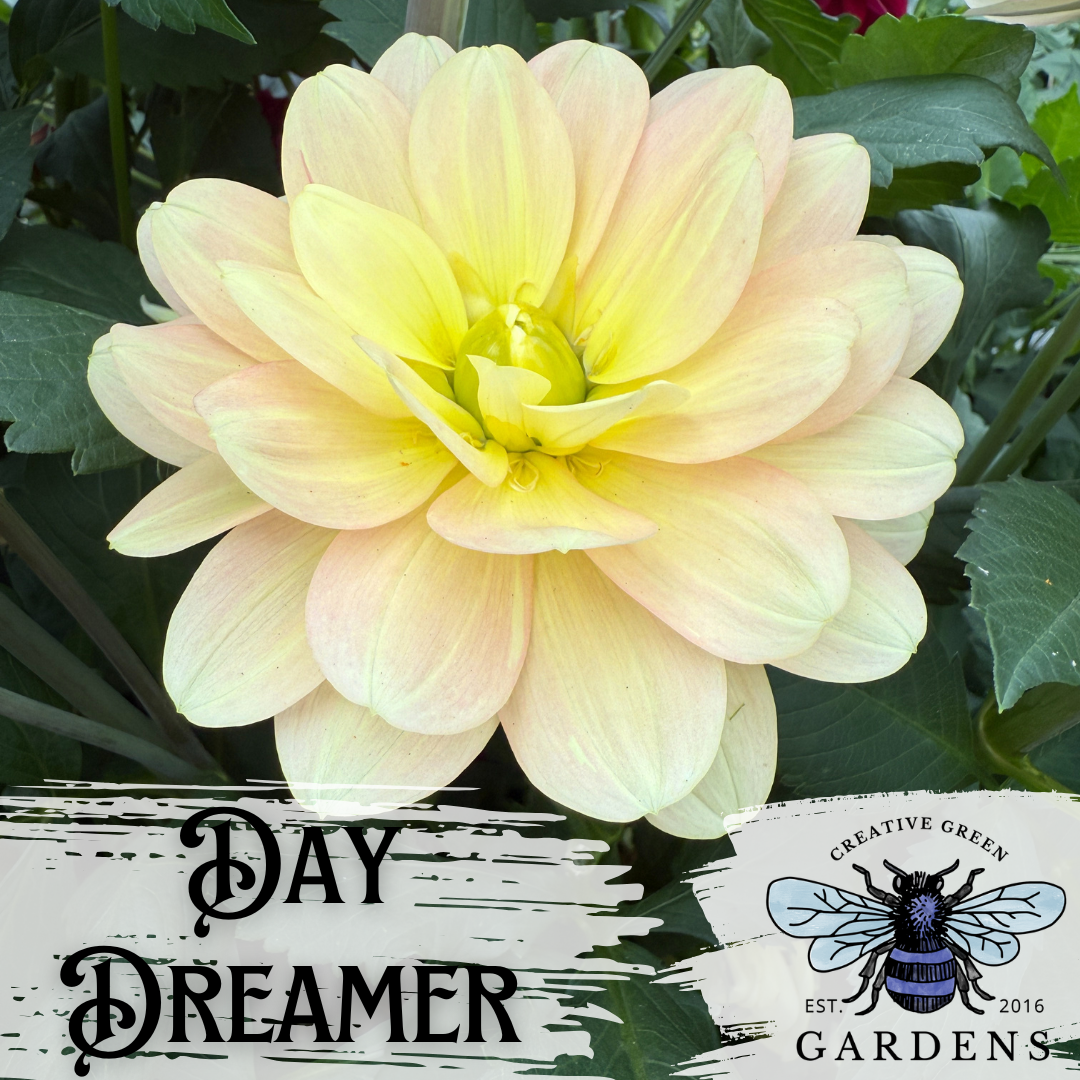 Peachy yellow ombre day dreamer waterlily style dahlia from Creative Green Gardens