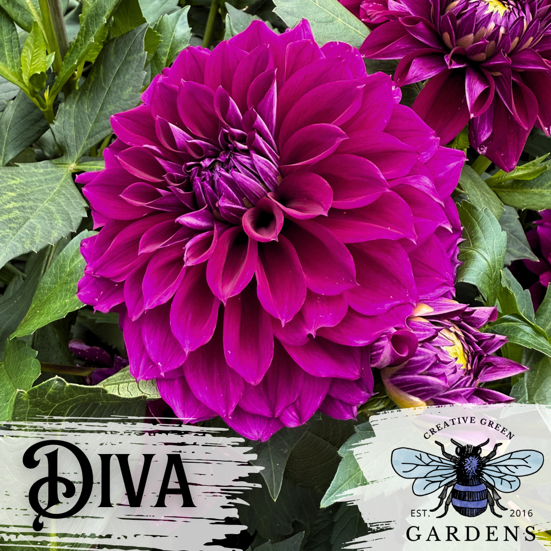 Dark Purple Diva dahlia from Creative Green Gardens