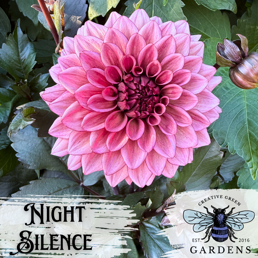 Unicorn in demand dahlia Night Silence dark pink flowers with black leaves from Creative Green Gardend