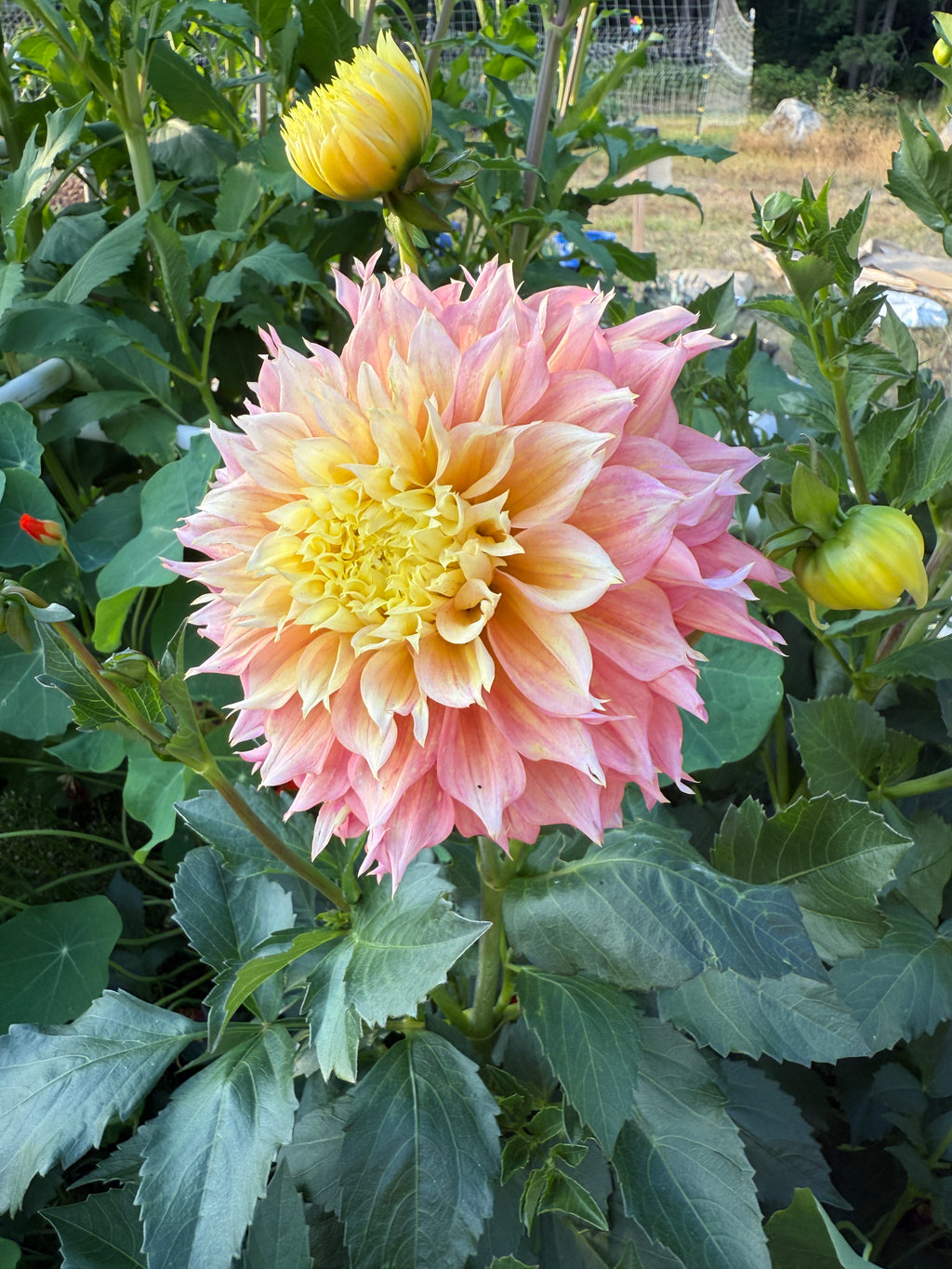 Kogane Fubuki peachy orange and yellow dahlia