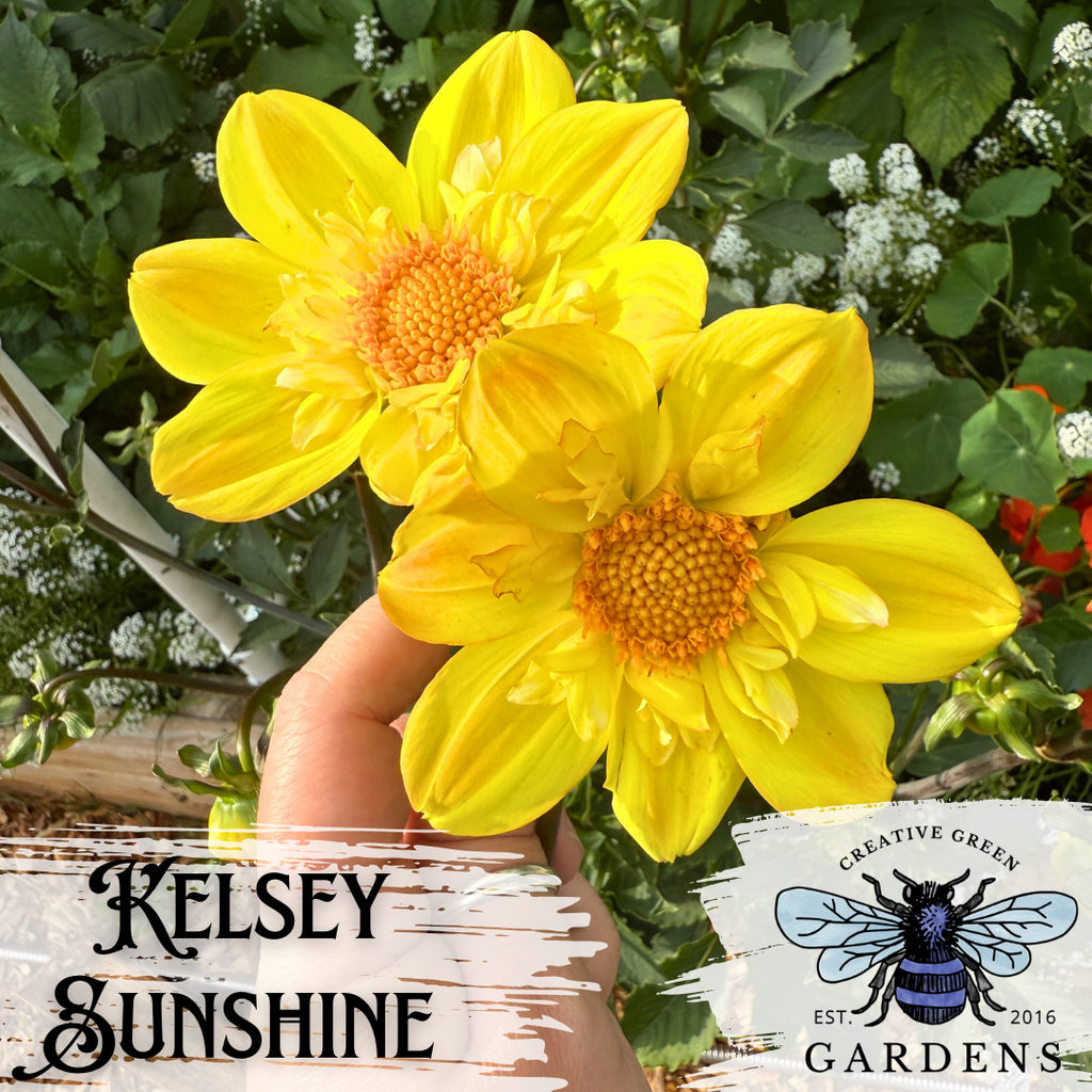 Kelsey Sunshine yellow collarette dahlias from Creative Green Gardens