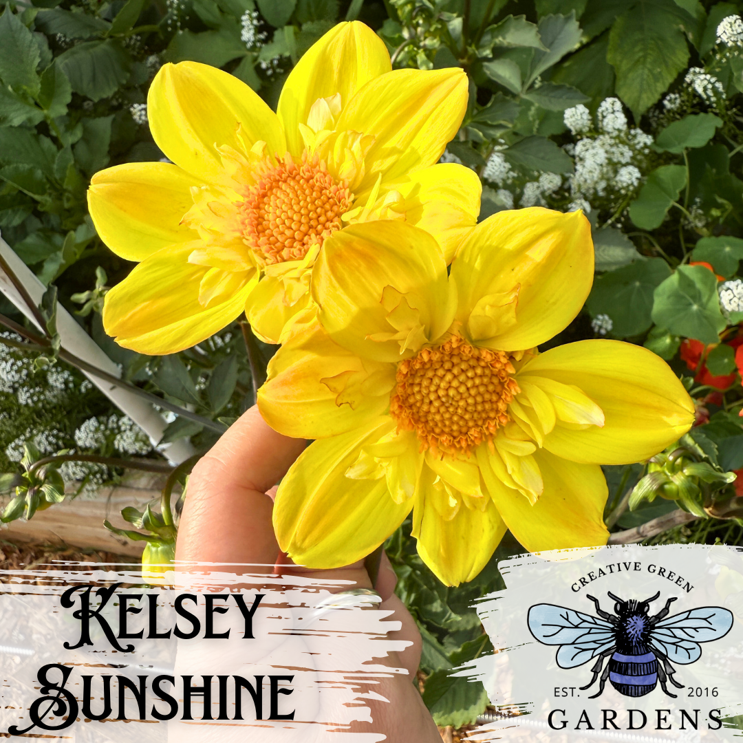 Kelsey Sunshine yellow collarette dahlias from Creative Green Gardens