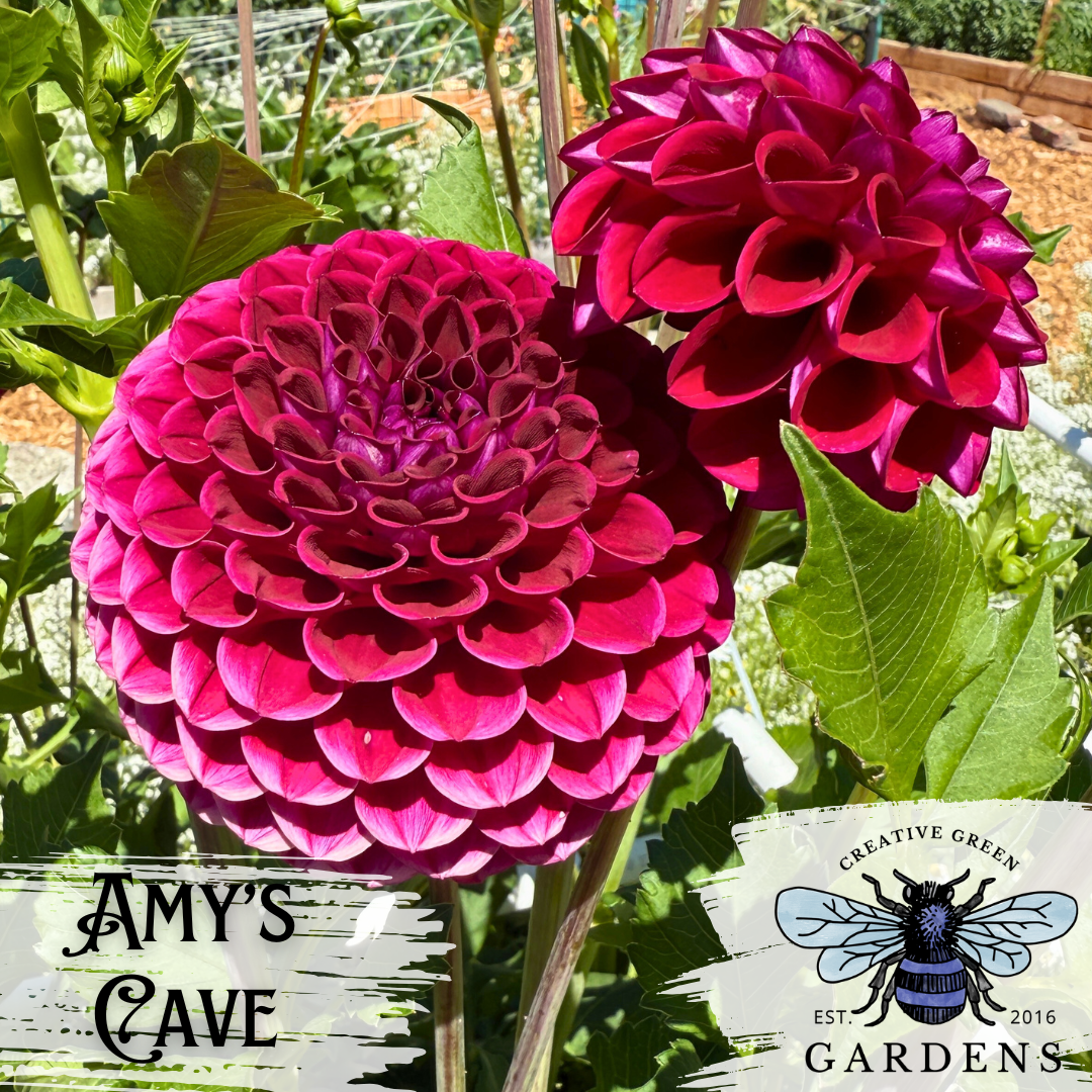 Amy’s Cave Dahlia tuber flower from Creative Green Gardens in Poulsbo, WA