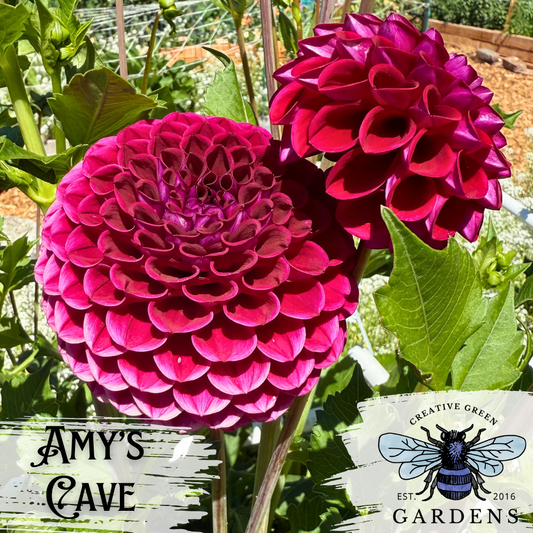 Amy’s Cave Dahlia tuber flower from Creative Green Gardens in Poulsbo, WA