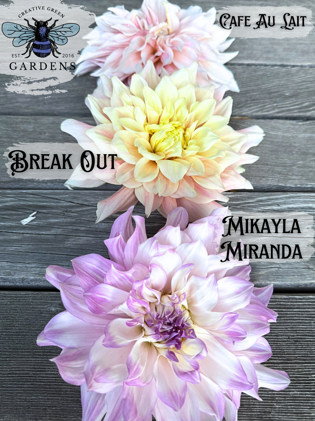 Big fluffy dahlia comparison - Cafe Au Lait vs Break Out vs Mikayla Miranda 