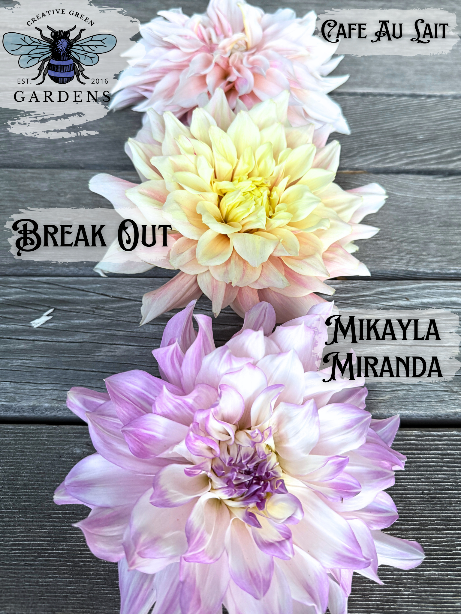 Big fluffy dahlia comparison - Cafe Au Lait vs Break Out vs Mikayla Miranda 