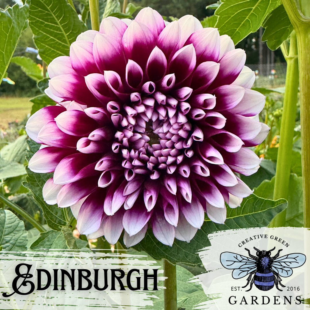 Edinburgh purple and white bicolor formal decorative dahlia from Creative Green Gardens